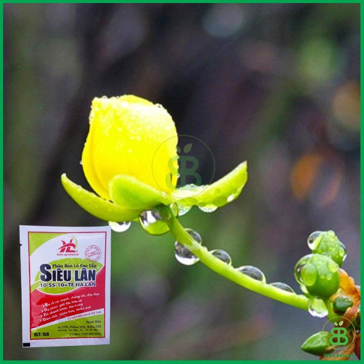 COMBO 10 GÓI Phân Bón Siêu Lân Đỏ Hà Lan ,10-55-10+TE (gói 15g) (MSP27784) - Mai Huy