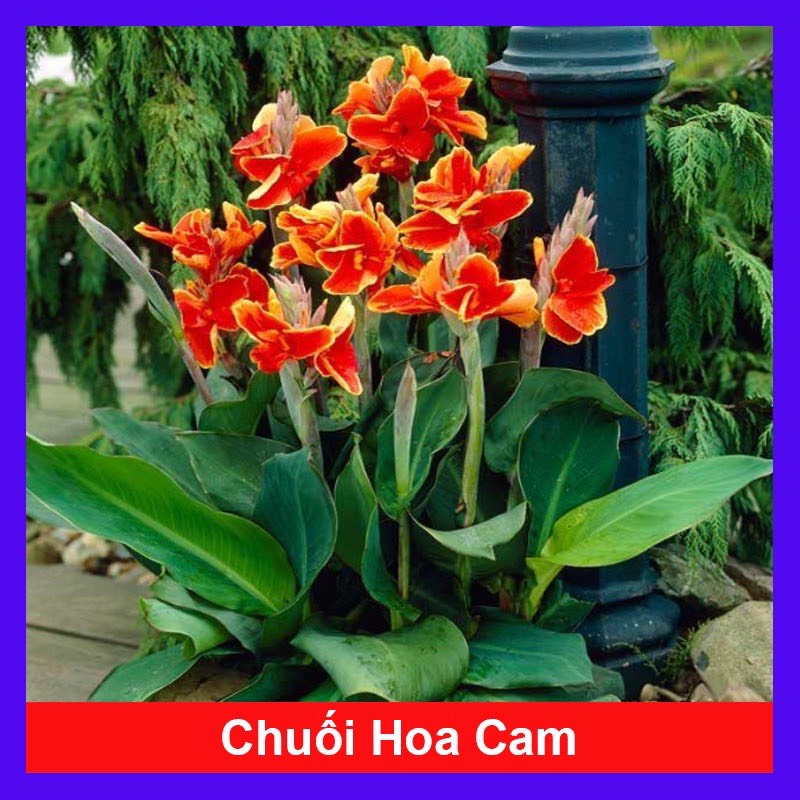 Cây giống chuối hoa - dong riềng cảnh 20 màu