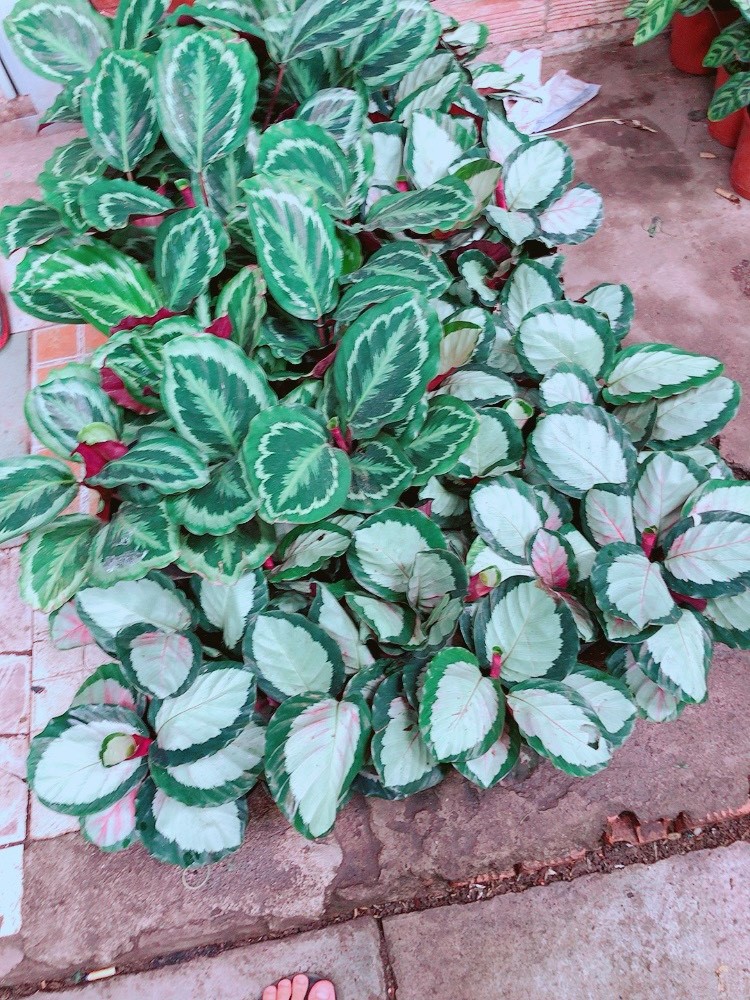 Cây Đuôi Công Lá Tròn Hồng