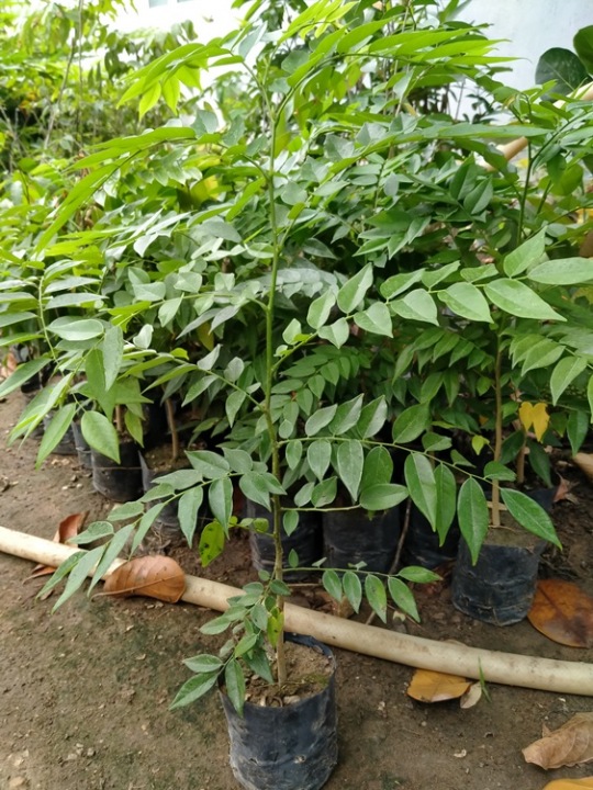 10 cây xưa đỏ cao 50cm