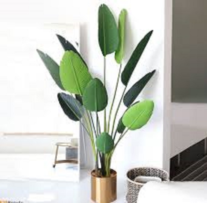 Cây chuối cảnh (chuối rẻ quạt) cao 1m-2m