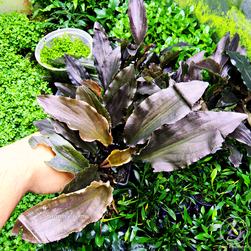 Cây Tiêu Thảo Đỏ (Lagenandra Meeboldii RED) | Cây Thuỷ Sinh Đẹp - Dễ Chăm Sóc