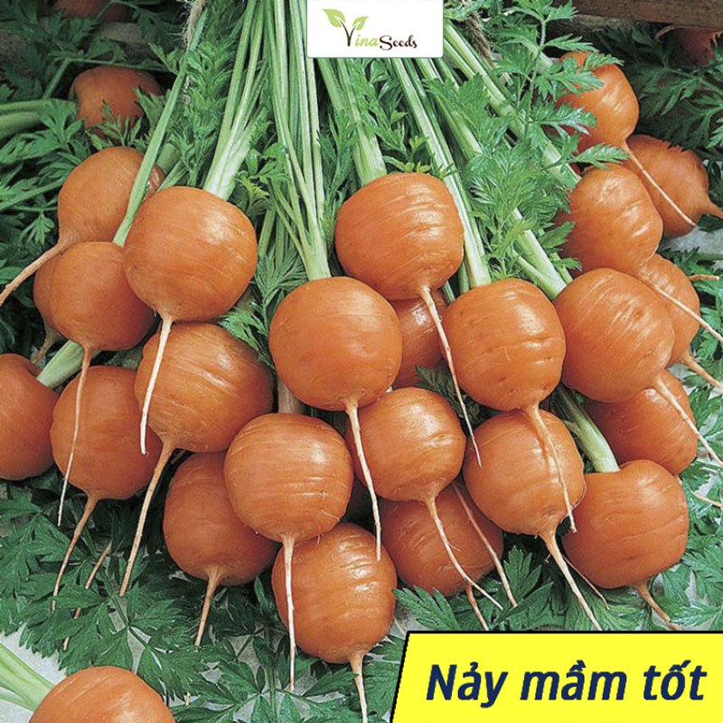 Hạt giống cà rốt củ tròn
