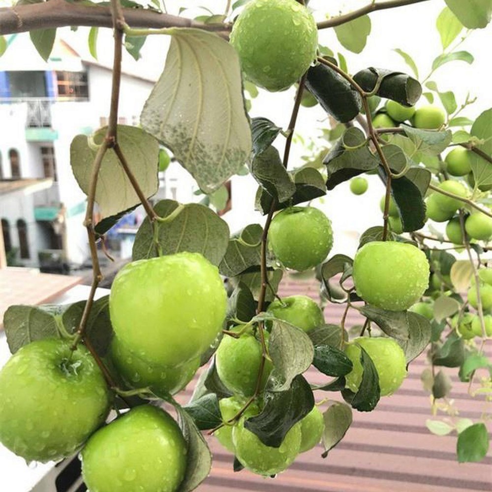 CÂY GIỐNG TÁO THÁI LAN