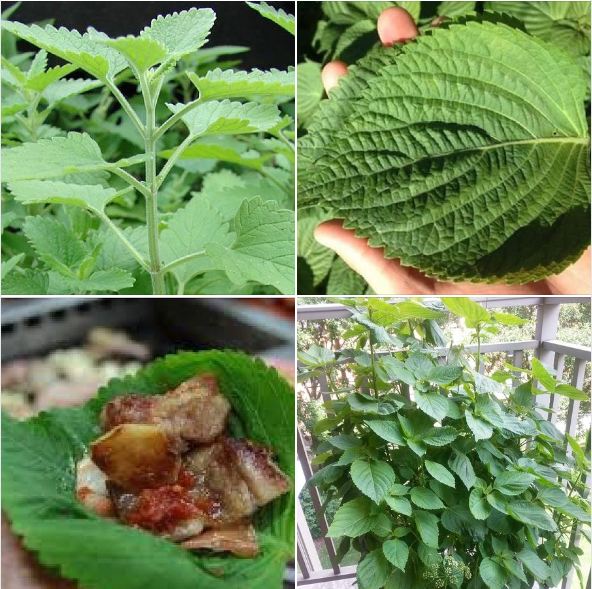Hạt giống lá vừng mè Hàn Quốc - 0.5 gr/gói