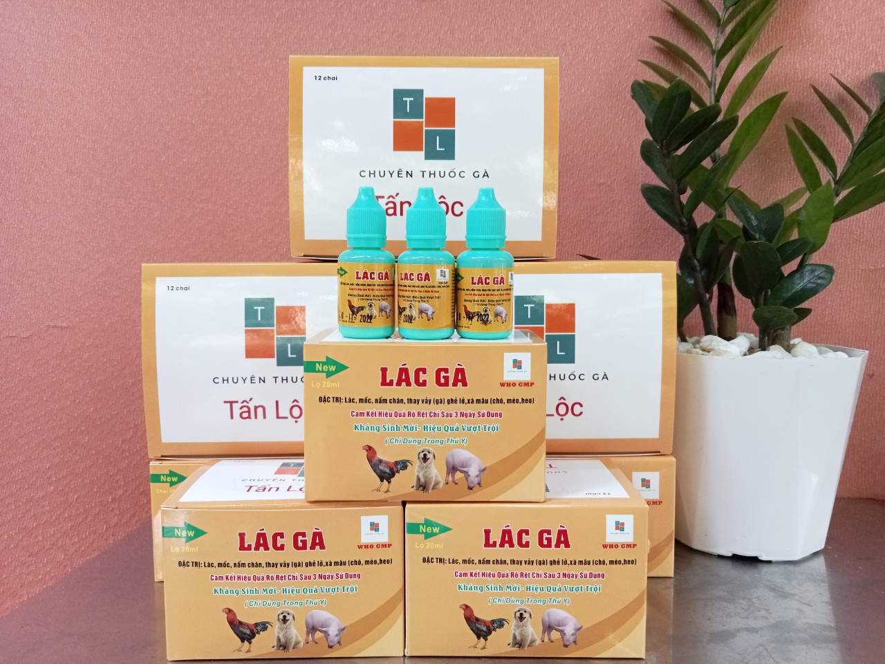 Combo 3 chai mốc lác