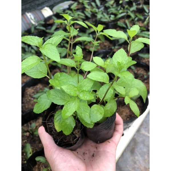 Cây Bạc Hà Peppermint - Bạc Hà Cay