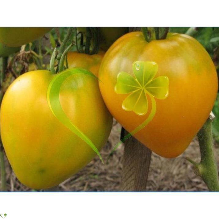 Hạt giống cà chua trái tim vàng - gói 0,2 gram