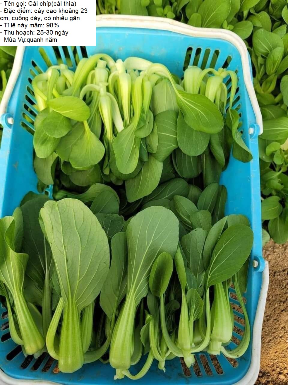 Gói 20gram Hạt giống rau cải chíp (cải thìa - cải chít) -STT0012