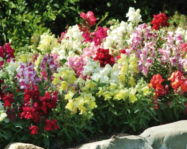 TÚI 100 HẠT GIỐNG  HOA MÕM SÓI MIX MÀU. CHẤT LƯỢNG CAO - KÈM  QUÀ TẶNG.