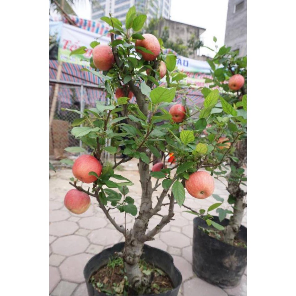 [Chuẩn Giống F1] Cây táo đỏ lùn F1