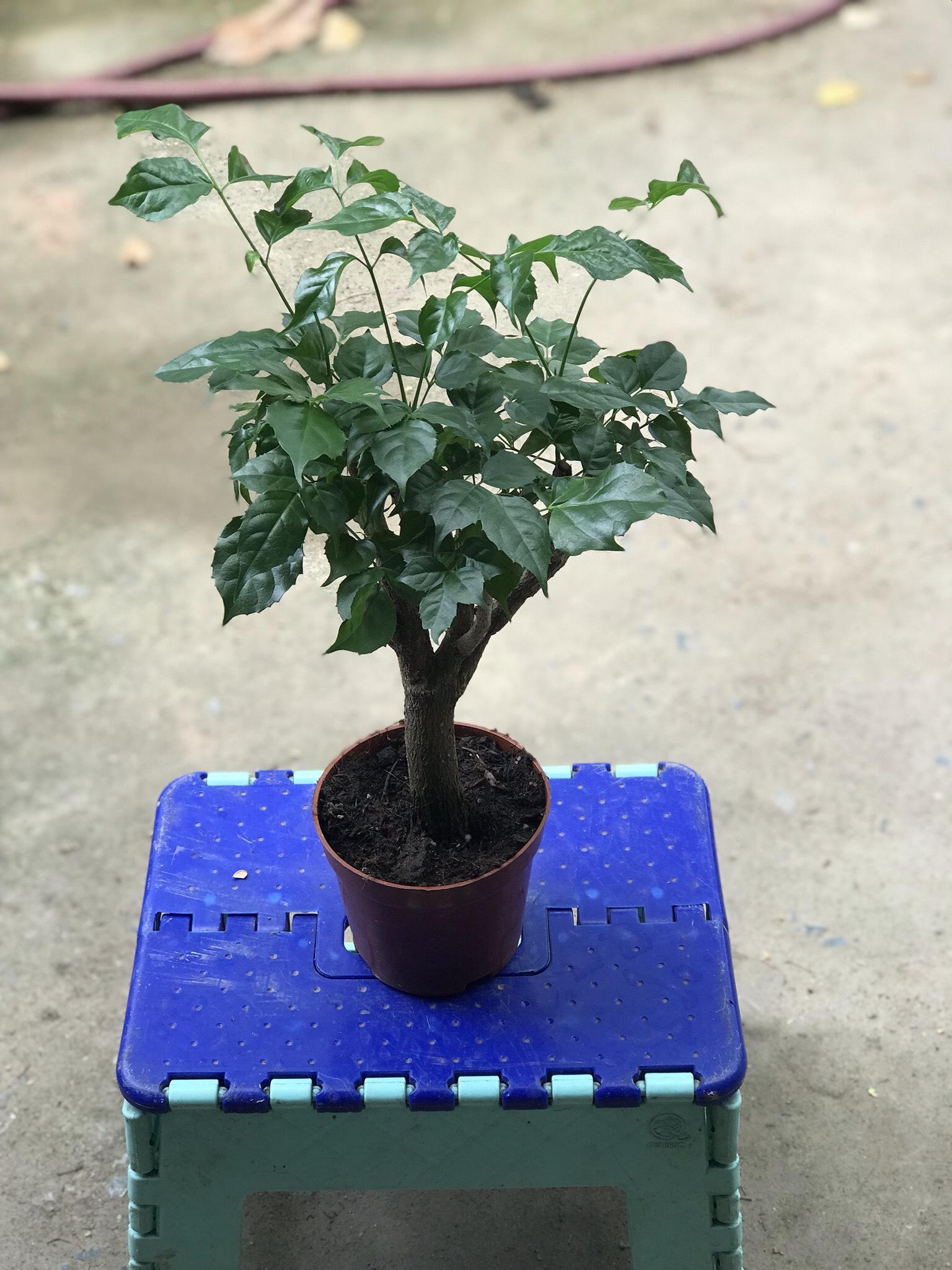 cây hạnh phúc thân gỗ