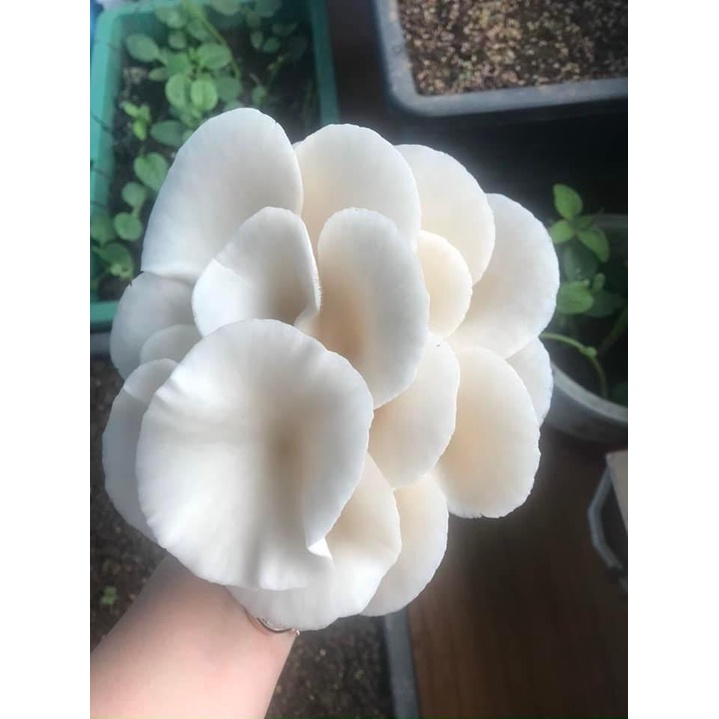 Phôi nấm Sò thái (1 kiện 06 bịch nấm)