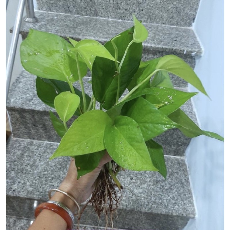 Cây trầu bà con , lá to, rễ khỏe.