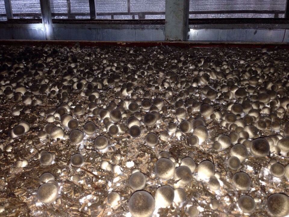 Dinh dưỡng nấm rơm Thần Nông (1kg)