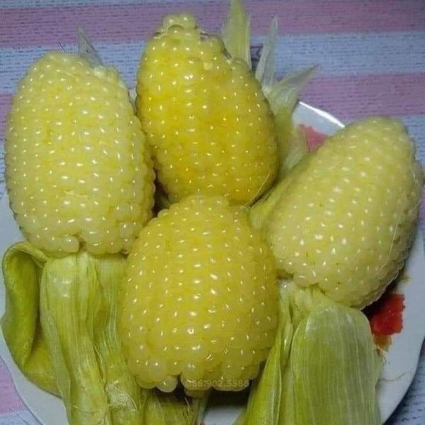 Hạt giống bắp nếp nù gói 50 hạt