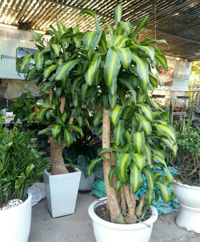 CHẬU Cây thiết mộc lan ghép