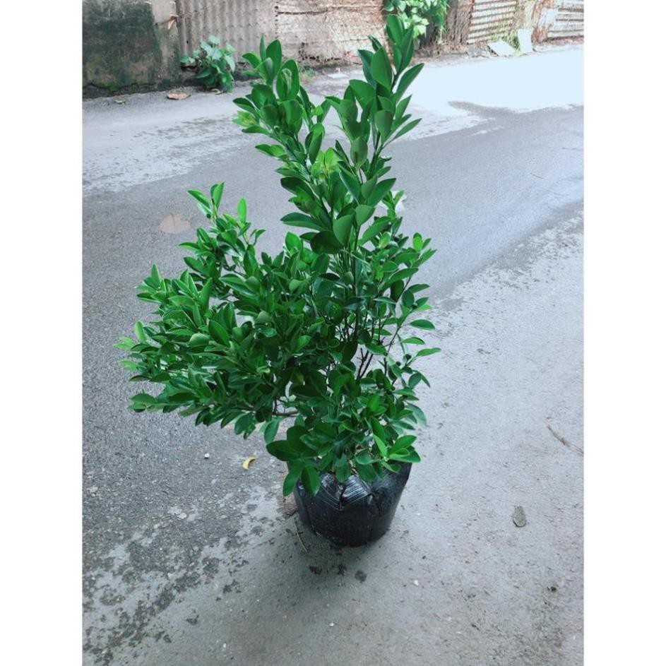 Cây Quất Đang Ra Quả Cây Khỏe ( bấm vào mua)