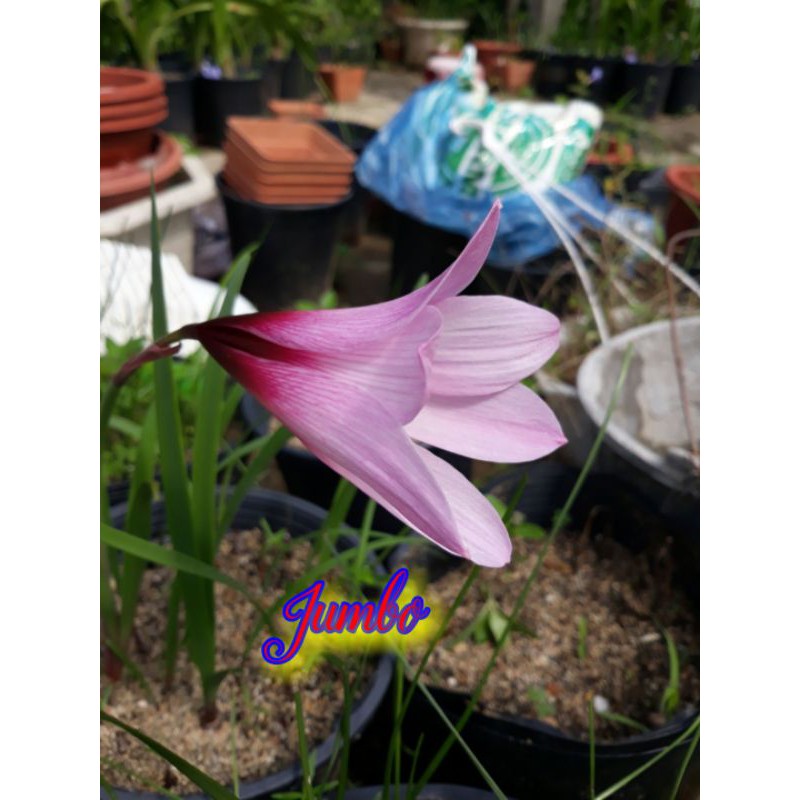 01 Củ Huệ Mưa Jumbo Pure Size Hoa