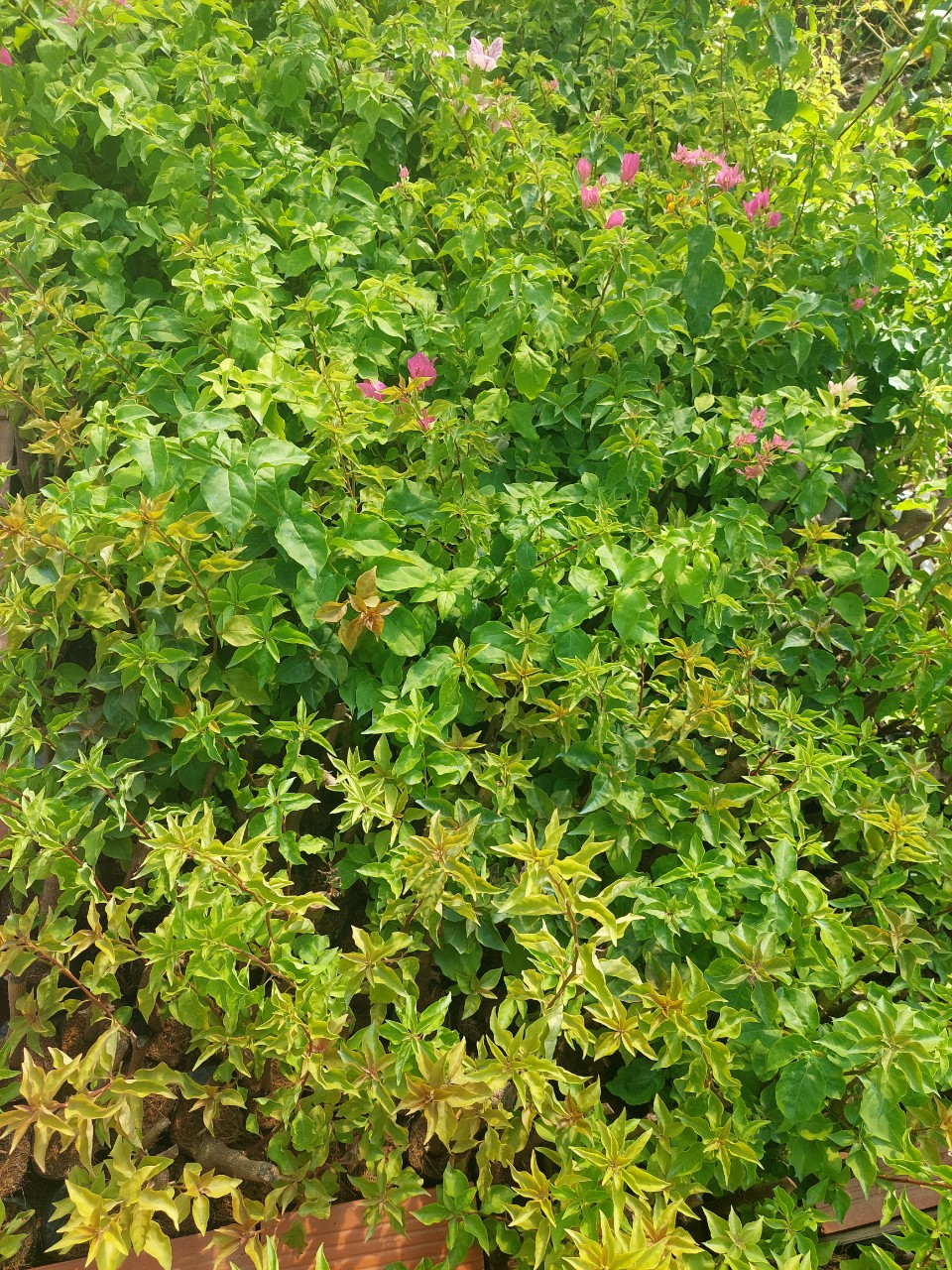 Cây Hoa Giấy Đỏ Lửa (cây giống)