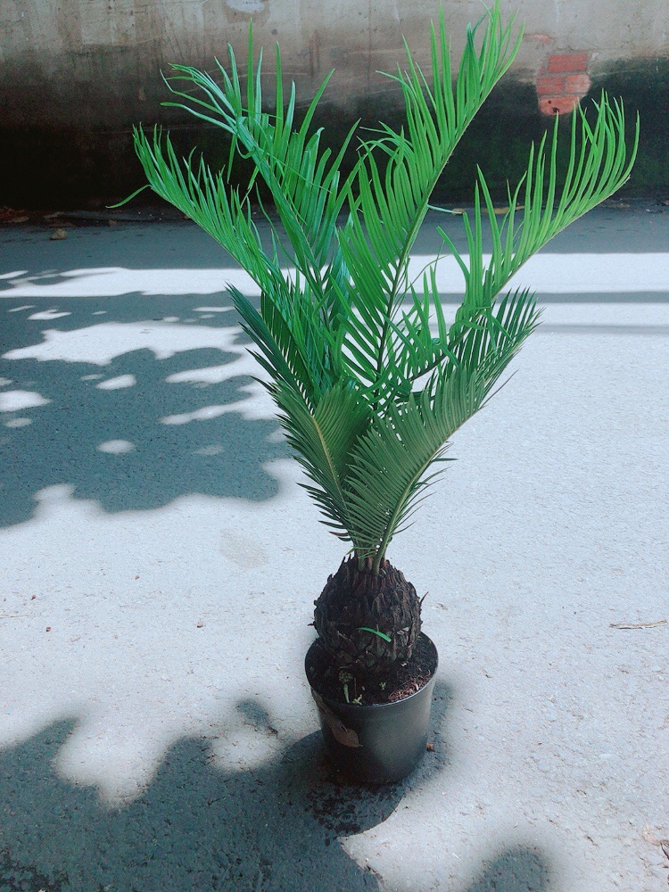 Vạn Tuế Kèm Chậu Sứ