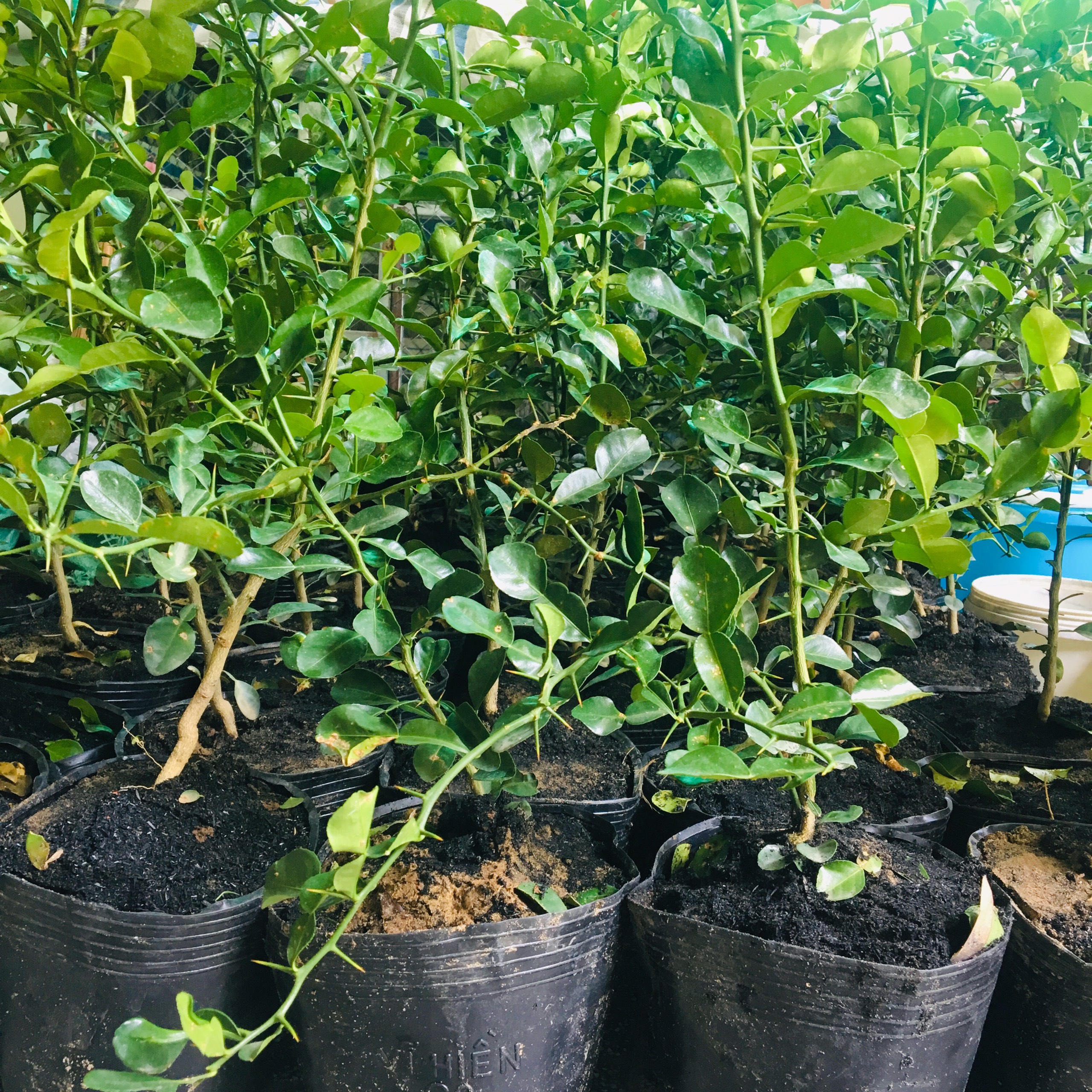 CÂY CHÚC CAO 80-90CM, CÂY GIEO HẠT TRÔNG HƠN 1 NĂM - CÂY CHANH THÁI