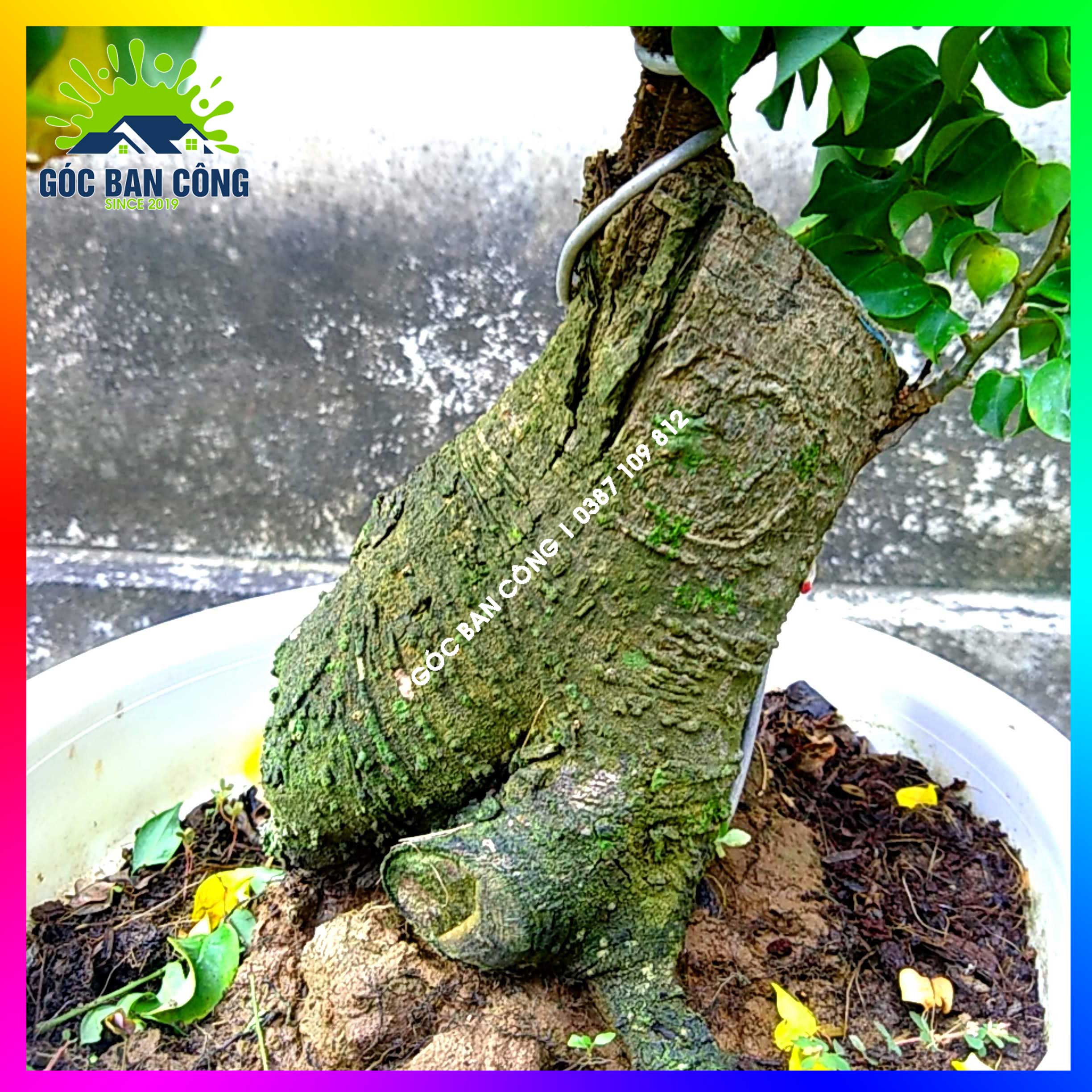 Cây Khế Bonsai Mini Gốc Quái - KBS09