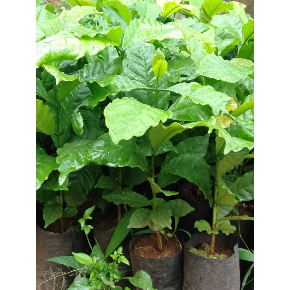 cây giống cà phê