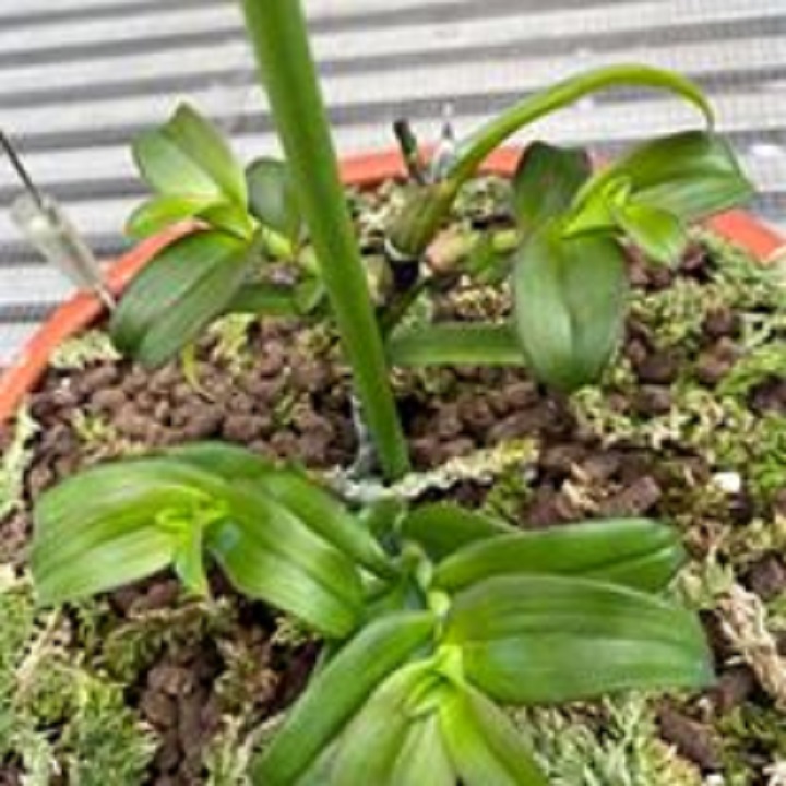 [Chuẩn Giống F1] Hoa lan hoàng thảo đơn cam