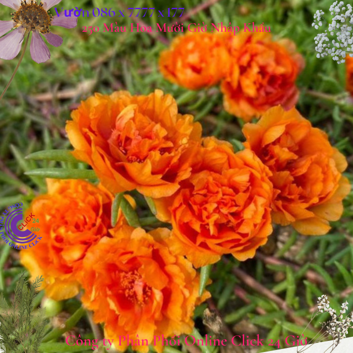 Hoa Mười Giờ Cam Cà Rốt hoa mười giờ 0776849238