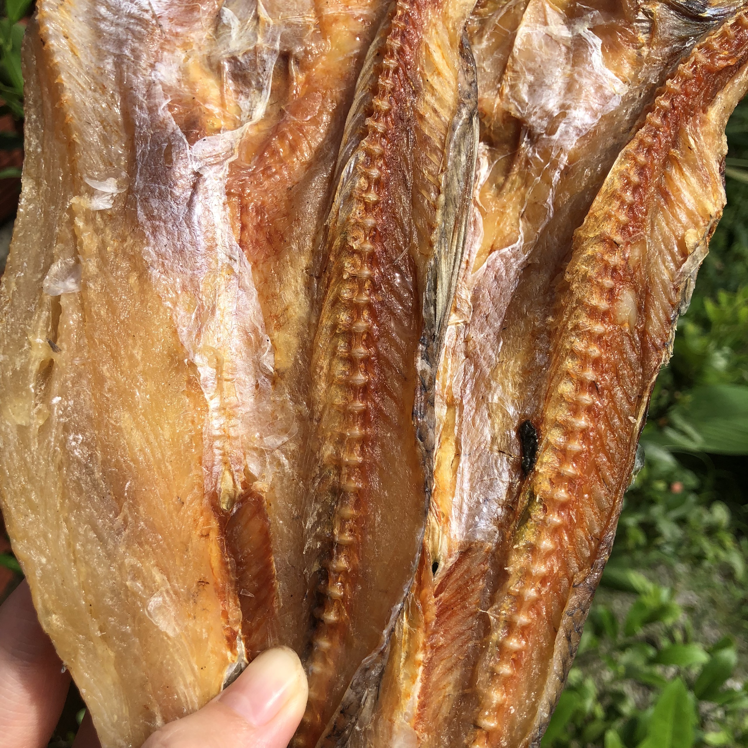 1KG Cá mối mặn Quảng Ninh/ Khô cá ngon