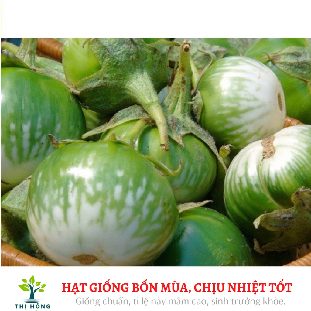 Hạt giống cà bát xanh sọc xanh 2g (trái giòn, quả nặng 150~200g).