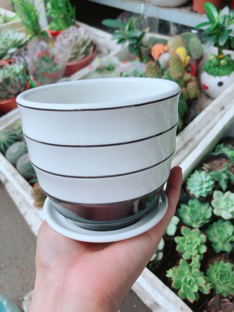 Chậu sứ tráng men cao cấp  kèm dĩa lót 4