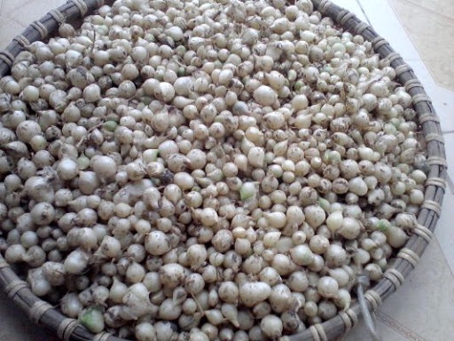 5kg hành tăm Nghệ An ( củ nén)