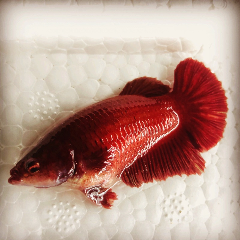 BETTA SUPER RED ( mái )
