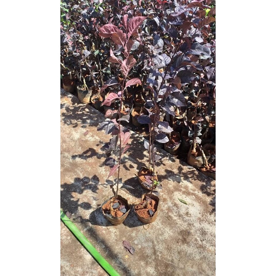 Cây mận đỏ úc cao 80 - 100 cm