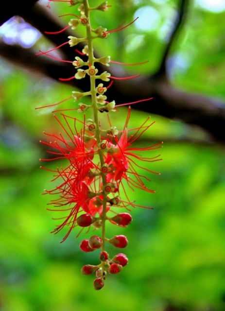 Cây hoa Lộc Vừng đỏ