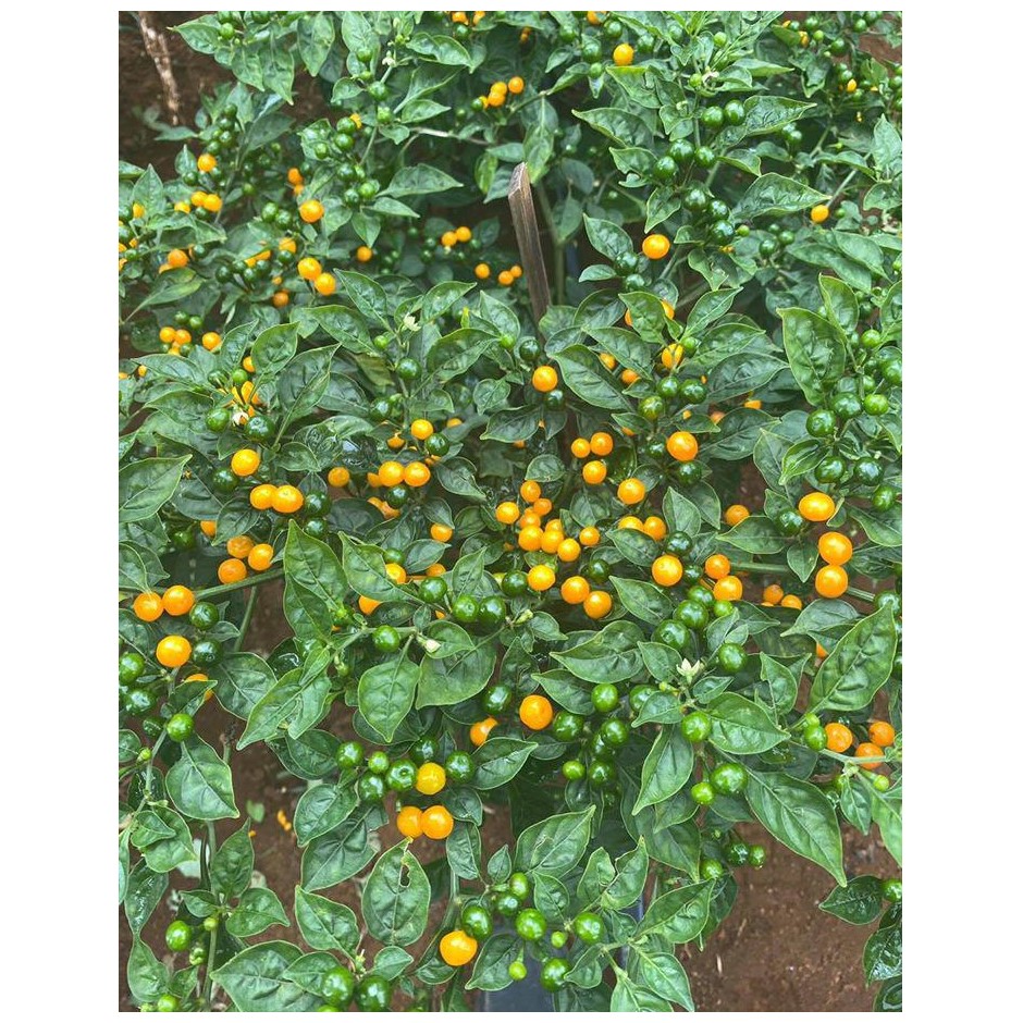 [Seeds] Hạt giống ớt Peru-Charapita