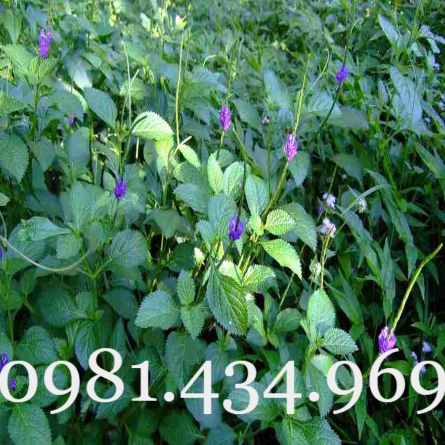 Combo 10 cây đuôi chuột hoa tím (Cây mạch lạc) đang Hoa