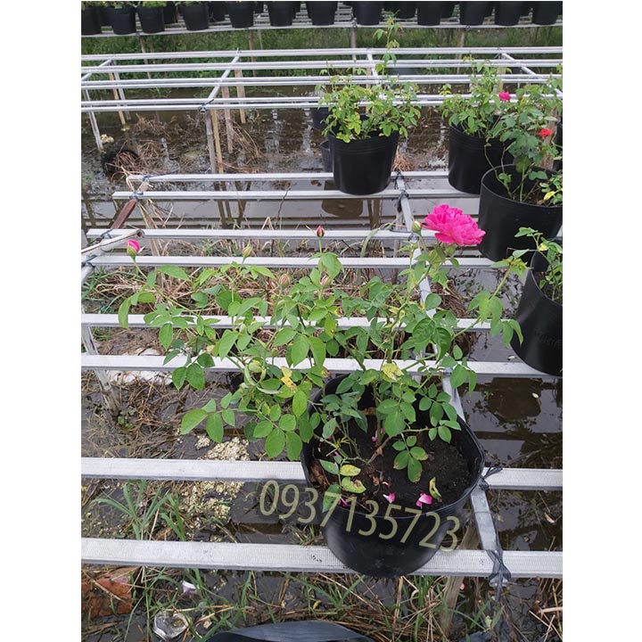 [HCM]CÂY HOA HỒNG TƯỜNG VY  SA ĐÉC