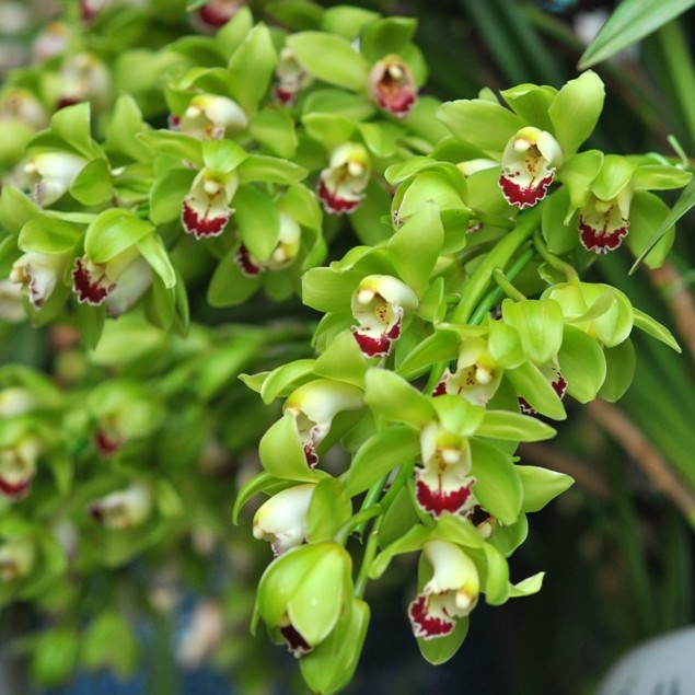 Củ Giống Hoa Địa Lan Santo hoa màu Xanh ( 1 củ  )