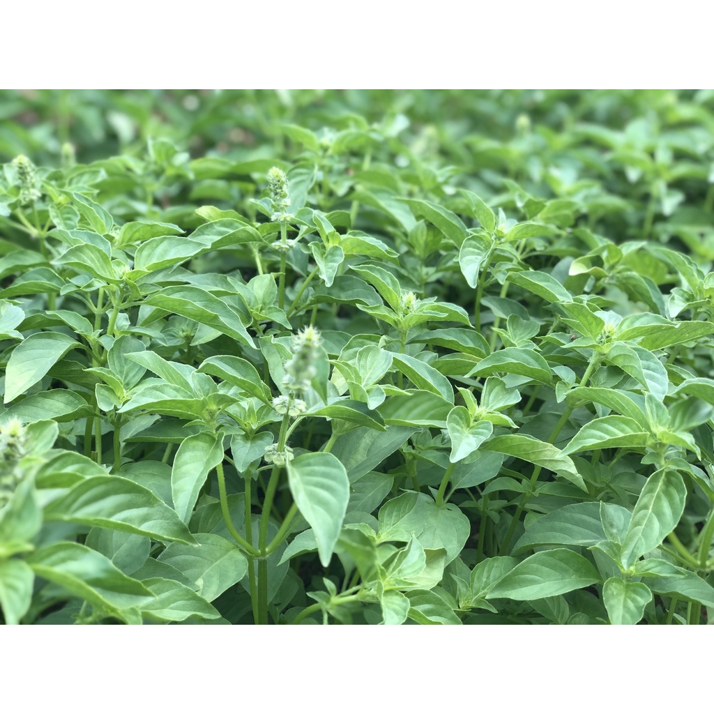 #Hạt_Giống_Lá_É