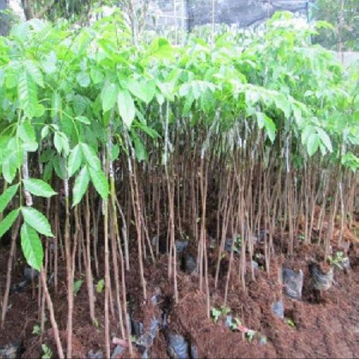 cây giống trám đen nếp siêu quả