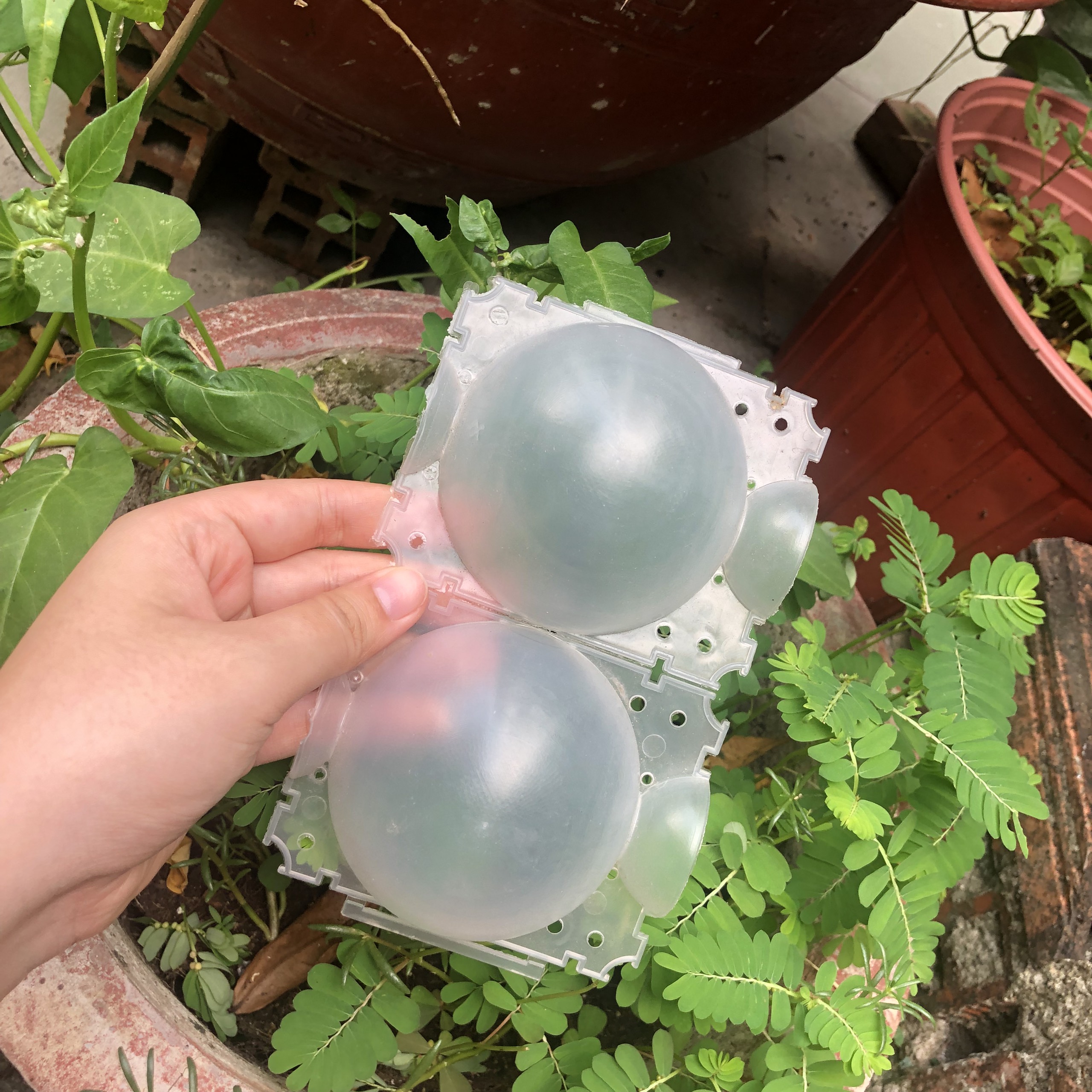 Bầu chiết cây - SIZE M (10CM)