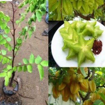 Cây khế chua gdfgdf