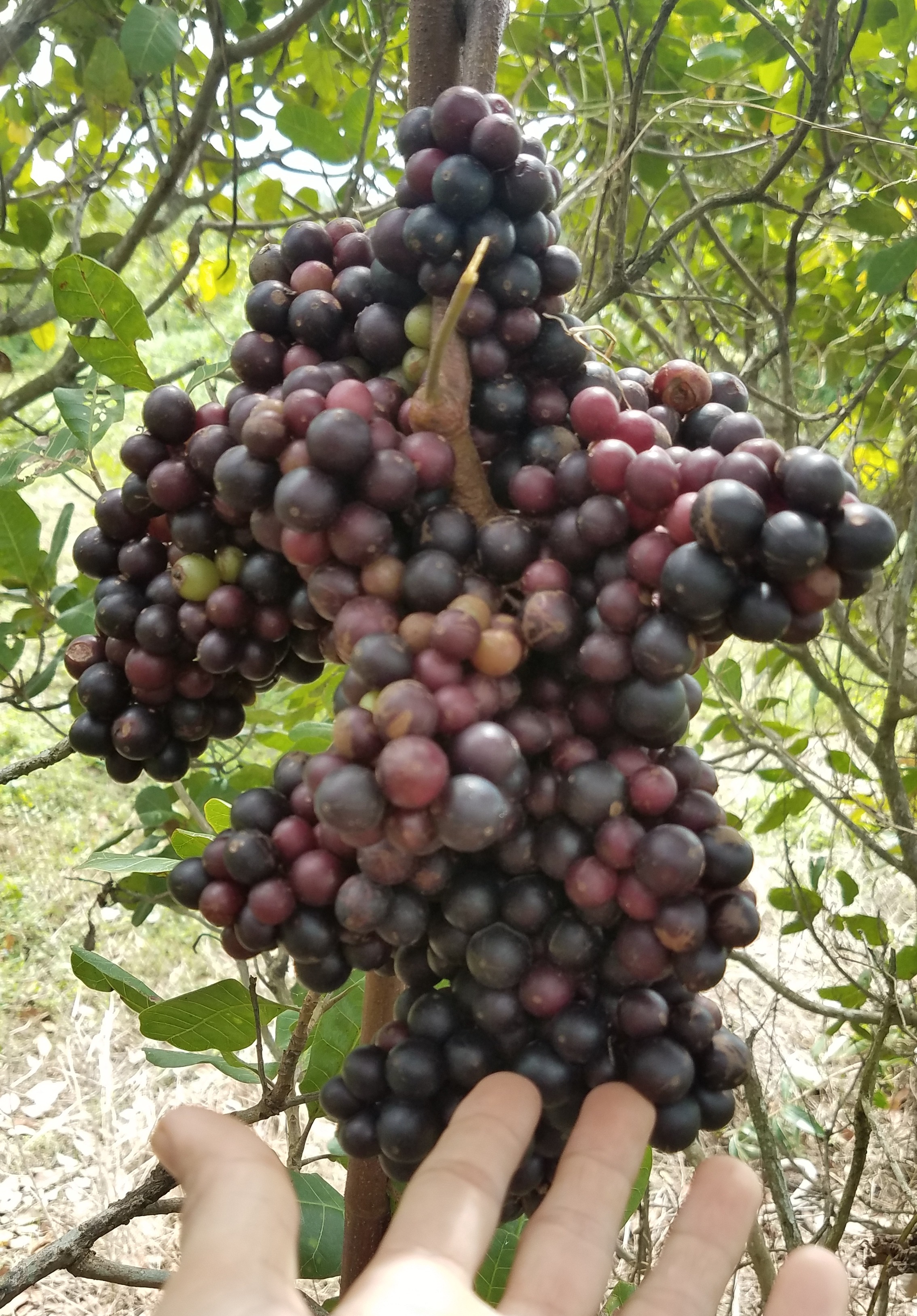 Cây Nho rừng