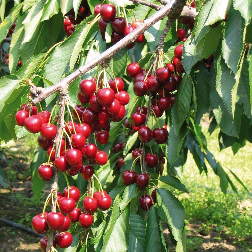 hạt giống Anh Đào ( Cherry)