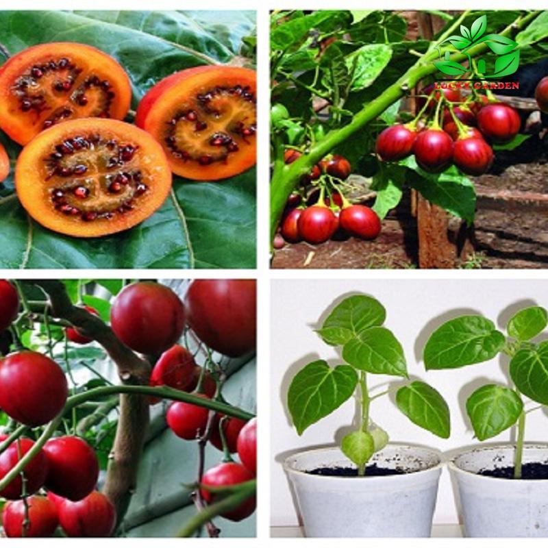Sale Hạt giống cà chua thân gỗ  giá rẻ