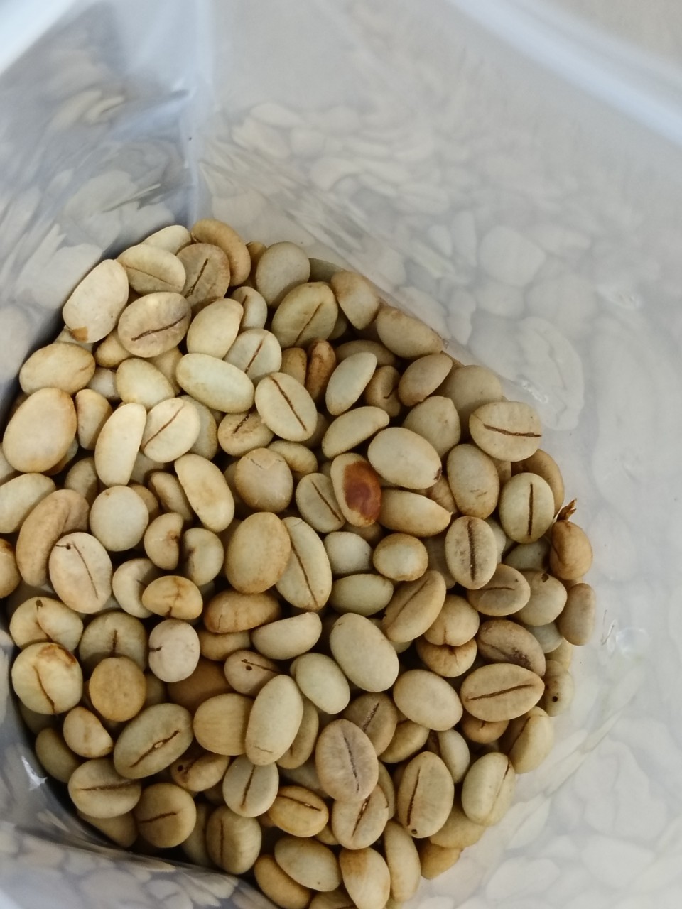 500gram hạt giống cà phê xanh lùn