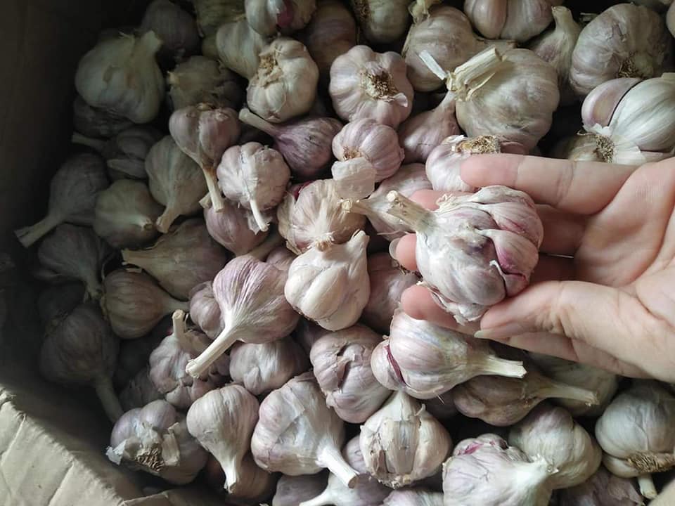 Tỏi bắc 0.5kg loại ngon